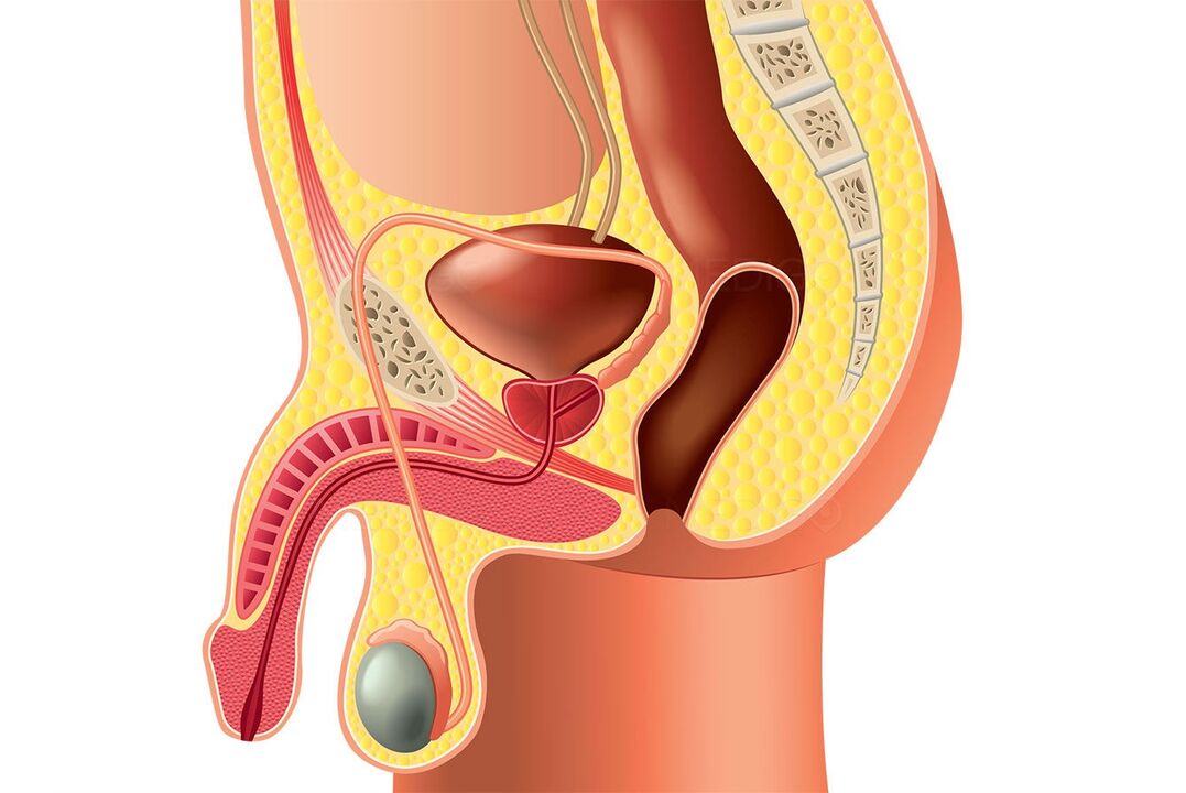 la struttura del sistema riproduttivo maschile e l'ingrandimento del pene