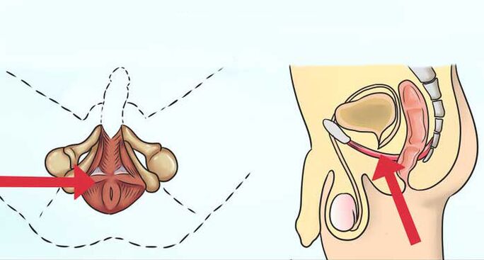 dov'è il muscolo di kegel
